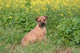 BORDER TERRIER 153